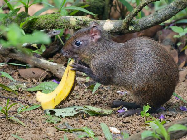 <h3><a href="/trips/costa-rica/biota/animalia/chordata/mammalia/rodentia/dasyproctidae/dasyprocta punctata/dasyprocta punctata-nl.html">Dasyprocta&nbsp;punctata</a> / Central&nbsp;american&nbsp;agouti / Midden‑amerikaanse&nbsp;agoeti</h3>OM-1 Mark II met OLYMPUS M.150-400mm F4.5, 1/800 sec  bij F4.5, ISO 10000, afstand 10.9&nbsp;m